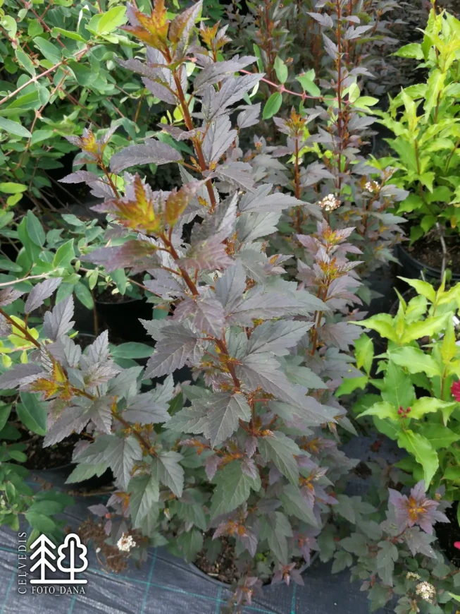 Physocarpus opulifolius   'Little Joker ' ('Hoogi021')